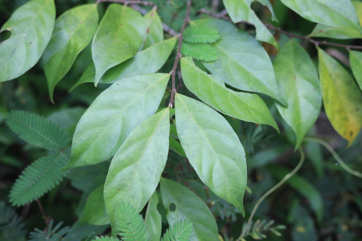 Dichapetalum gelonioides (Roxb.) Engl.